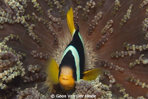 Maldives Anemonefish by Goos Van Der Heide 